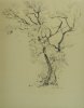 1937 - Albero nei pressi di Orvieto